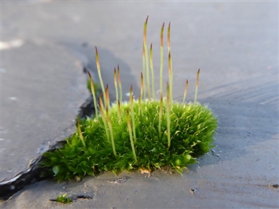 Rosulabryum sp. (A moss) at Hackett, ACT - 6 Jul 2019 by Christine