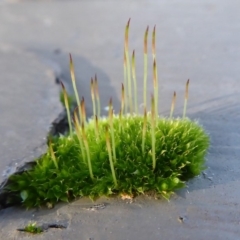 Rosulabryum sp. (A moss) at Hackett, ACT - 6 Jul 2019 by Christine