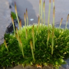 Rosulabryum sp. at Hackett, ACT - 6 Jul 2019 03:30 PM