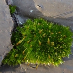 Rosulabryum sp. at Hackett, ACT - 6 Jul 2019 03:30 PM