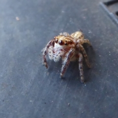 Opisthoncus sp. (genus) (Unidentified Opisthoncus jumping spider) at Hackett, ACT - 6 Jul 2019 by Christine