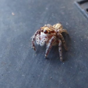 Opisthoncus sp. (genus) at Hackett, ACT - 6 Jul 2019