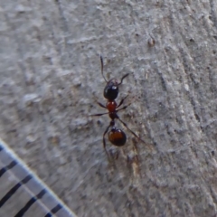 Chelaner kiliani (Kilian's ant) at Acton, ACT - 6 Jul 2019 by Christine
