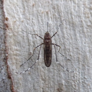 Culicidae (family) at Acton, ACT - 6 Jul 2019