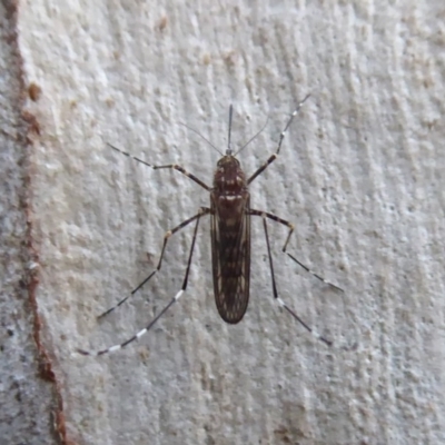 Culicidae (family) (A mosquito) at Acton, ACT - 6 Jul 2019 by Christine