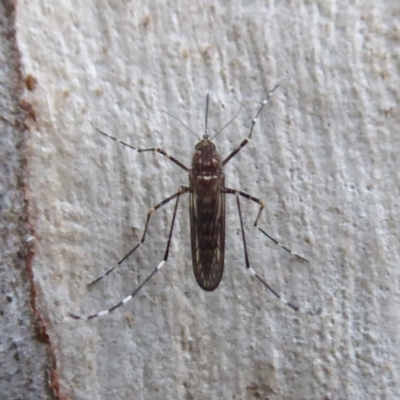 Culicidae (family) (A mosquito) at ANBG - 6 Jul 2019 by Christine