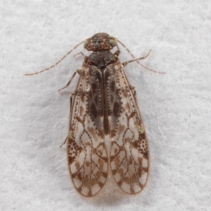 Psocodea 'Psocoptera' sp. (order) at Evatt, ACT - 7 Jul 2019 03:33 PM