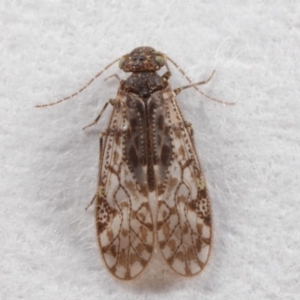 Psocodea 'Psocoptera' sp. (order) at Evatt, ACT - 7 Jul 2019