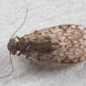 Psocodea 'Psocoptera' sp. (order) at Evatt, ACT - 7 Jul 2019