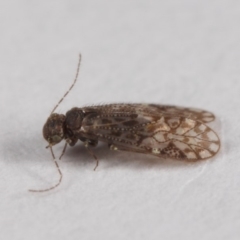 Psocodea 'Psocoptera' sp. (order) at Evatt, ACT - 7 Jul 2019