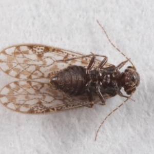 Psocodea 'Psocoptera' sp. (order) at Evatt, ACT - 7 Jul 2019