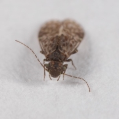 Psocodea 'Psocoptera' sp. (order) at Evatt, ACT - 7 Jul 2019