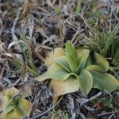 Hymenochilus cycnocephalus (Swan greenhood) at Conder, ACT - 30 Aug 2014 by MichaelBedingfield