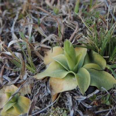 Hymenochilus cycnocephalus (Swan greenhood) at Rob Roy Range - 30 Aug 2014 by michaelb