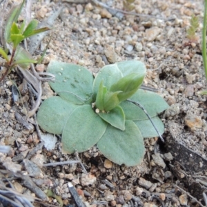 Oligochaetochilus sp. at Conder, ACT - suppressed