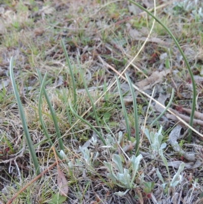 Microtis sp. (Onion Orchid) at Conder, ACT - 30 Aug 2014 by MichaelBedingfield