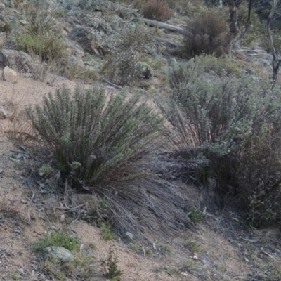 Chrysocephalum semipapposum (Clustered Everlasting) at Rob Roy Range - 30 Aug 2014 by michaelb