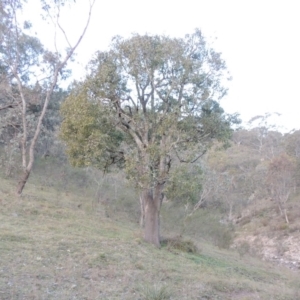 Brachychiton populneus subsp. populneus at Conder, ACT - 30 Aug 2014