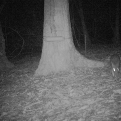 Perameles nasuta (Long-nosed Bandicoot) at Buckenbowra State Forest - 28 Jun 2019 by nickhopkins