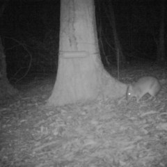 Perameles nasuta at Buckenbowra, NSW - 28 Jun 2019 12:00 AM