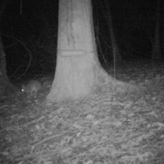 Perameles nasuta at Buckenbowra, NSW - 28 Jun 2019 12:00 AM