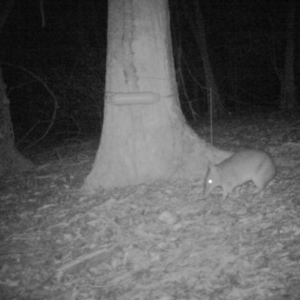 Perameles nasuta at Buckenbowra, NSW - 28 Jun 2019 12:00 AM