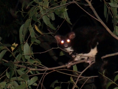 Petauroides volans (Southern Greater Glider) at Mogo, NSW - 29 Jun 2019 by nickhopkins