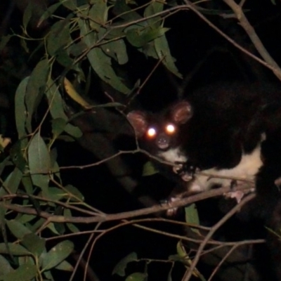 Petauroides volans (Greater Glider) at Mogo, NSW - 29 Jun 2019 by nickhopkins