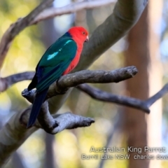 Alisterus scapularis (Australian King-Parrot) at Burrill Lake Aboriginal Cave Walking Track - 3 Jul 2019 by Charles Dove