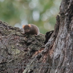 Antechinus stuartii at Porters Creek, NSW - 3 Jul 2019