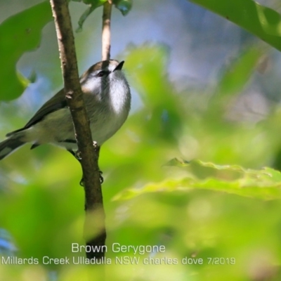 Gerygone mouki (Brown Gerygone) at Ulladulla, NSW - 4 Jul 2019 by CharlesDove