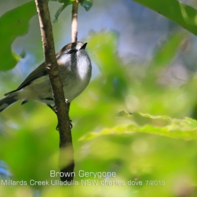 Gerygone mouki (Brown Gerygone) at Ulladulla - Millards Creek - 4 Jul 2019 by CharlesDove