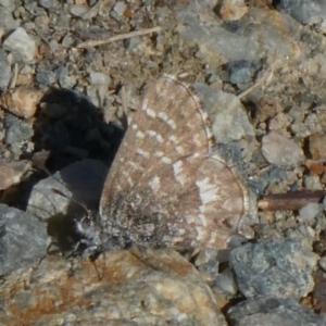 Theclinesthes serpentata at Theodore, ACT - 9 Jul 2019 12:14 PM