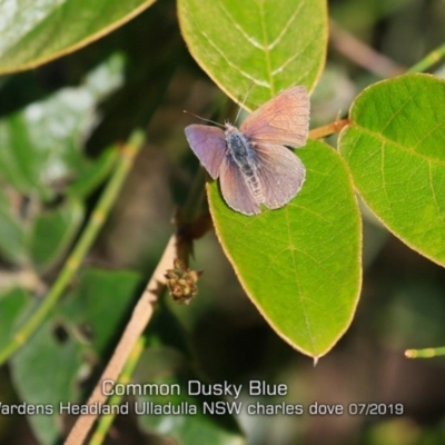 Erina hyacinthina (Varied Dusky-blue) at Ulladulla, NSW - 4 Jul 2019 by CharlesDove