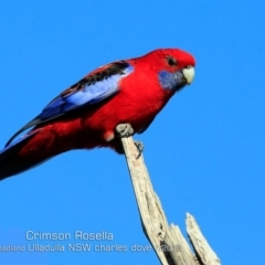 Platycercus elegans (Crimson Rosella) at Ulladulla - Warden Head Bushcare - 5 Jul 2019 by CharlesDove