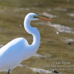 Ardea alba (Great Egret) at Wairo Beach and Dolphin Point - 5 Jul 2019 by CharlesDove