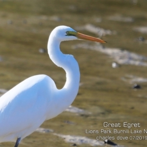 Ardea alba at Burrill Lake, NSW - 5 Jul 2019