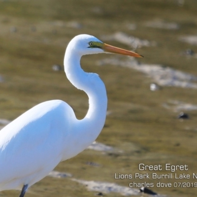Ardea alba (Great Egret) at Wairo Beach and Dolphin Point - 4 Jul 2019 by Charles Dove
