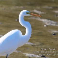 Ardea alba (Great Egret) at Wairo Beach and Dolphin Point - 4 Jul 2019 by Charles Dove
