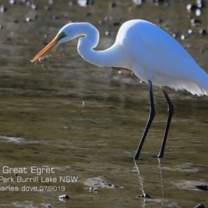 Ardea alba at Burrill Lake, NSW - 5 Jul 2019