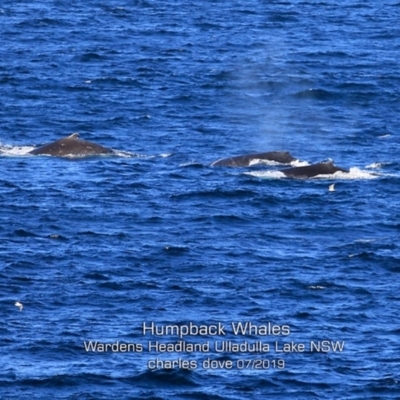 Megaptera novaeangliae (Humpback Whale) at Ulladulla, NSW - 5 Jul 2019 by Charles Dove