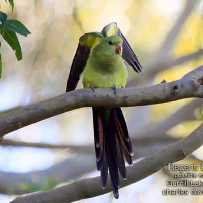 Polytelis anthopeplus monarchoides (Regent Parrot) at Burrill Lake, NSW - 3 Jul 2019 by CharlesDove