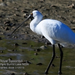 Platalea regia (Royal Spoonbill) at Burrill Lake, NSW - 5 Jul 2019 by Charles Dove