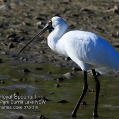 Platalea regia (Royal Spoonbill) at Burrill Lake, NSW - 6 Jul 2019 by Charles Dove