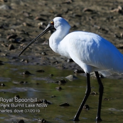Platalea regia (Royal Spoonbill) at Burrill Lake, NSW - 5 Jul 2019 by Charles Dove
