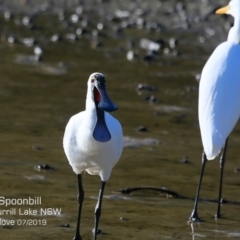 Platalea regia at Burrill Lake, NSW - 6 Jul 2019