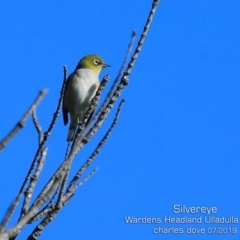 Zosterops lateralis (Silvereye) at Coomee Nulunga Cultural Walking Track - 7 Jul 2019 by CharlesDove