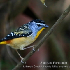 Pardalotus punctatus (Spotted Pardalote) at Ulladulla - Millards Creek - 5 Jul 2019 by CharlesDove