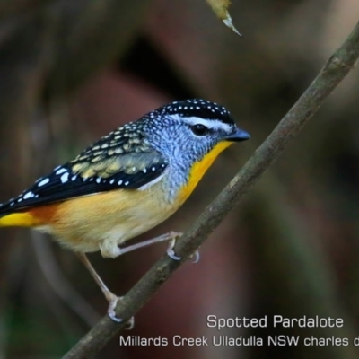Pardalotus punctatus (Spotted Pardalote) at Ulladulla, NSW - 6 Jul 2019 by CharlesDove