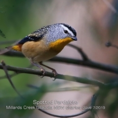 Pardalotus punctatus at Ulladulla, NSW - 6 Jul 2019